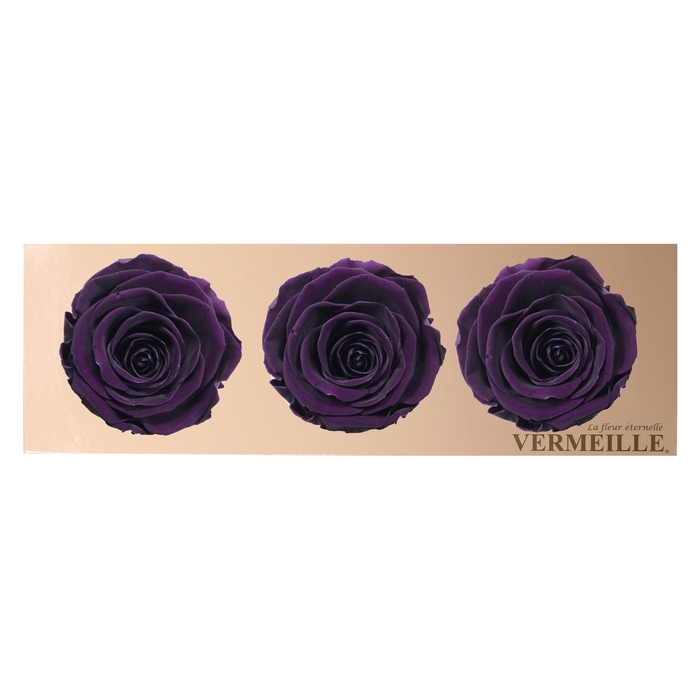 Rose Monalisa Violet