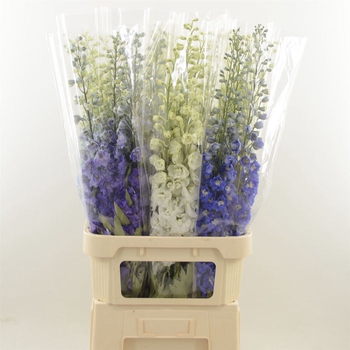 <h4>Delphinium do mix in bucket</h4>