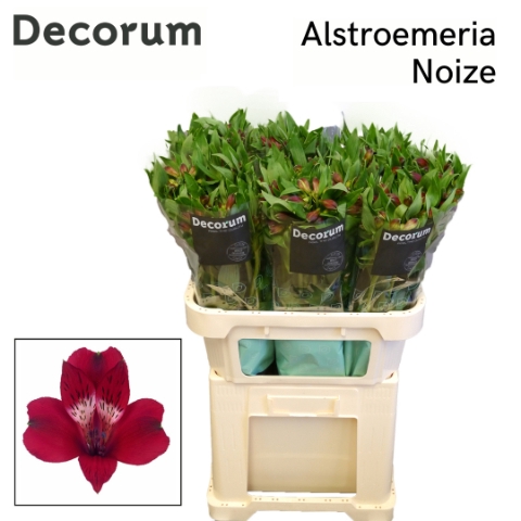 <h4>ALSTR NOIZE Decorum.</h4>