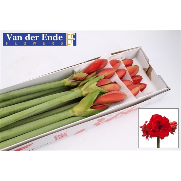 <h4>Hippeastrum double red glory</h4>