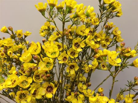 <h4>Waxflower Yellow</h4>