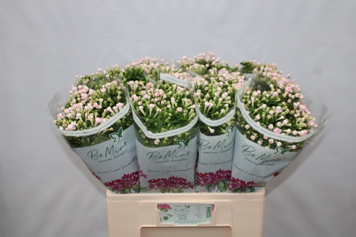 PP Flowers Webshop