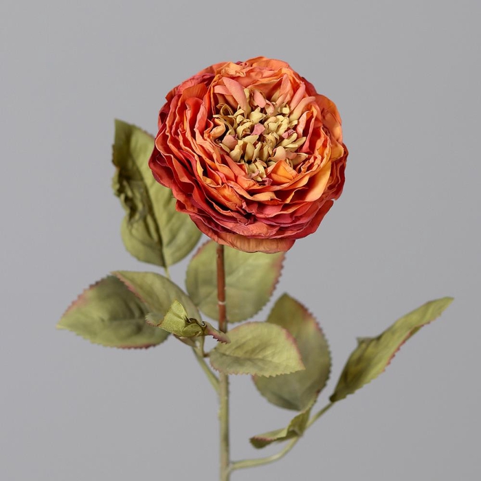 <h4>Af Rose Dry Lnt 50cm Orange</h4>