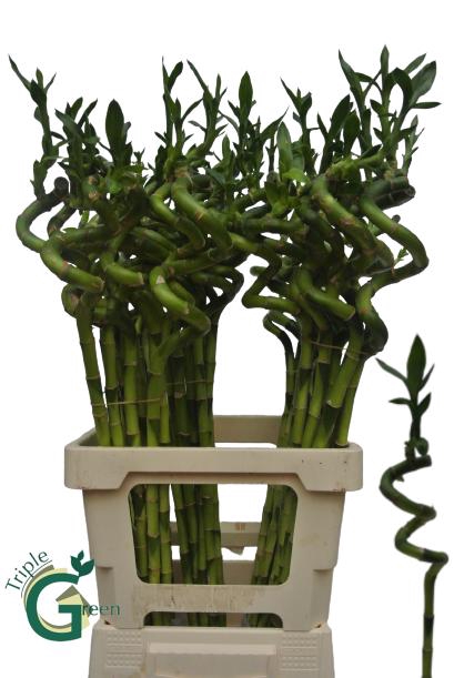 <h4>Bamboo lucky spiral + toef</h4>