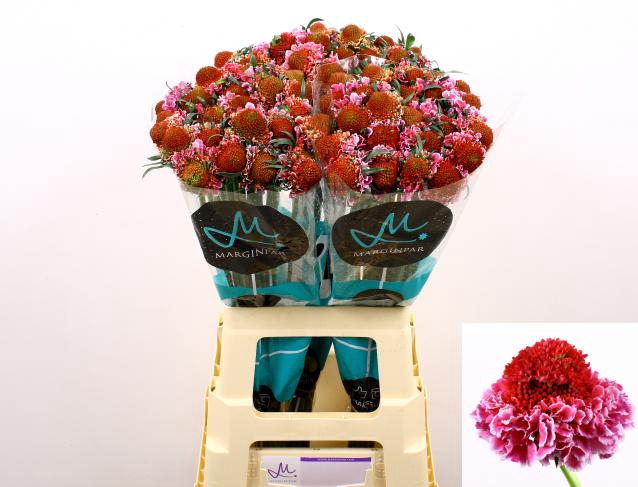 <h4>Scabiosa focal scoop bicolour pink</h4>