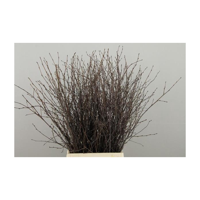<h4>Betula Bs  Natural Fst</h4>