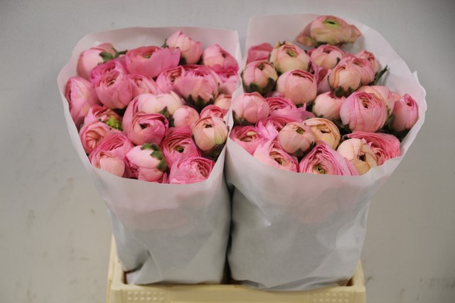 <h4>Ranunculus clooney venere</h4>