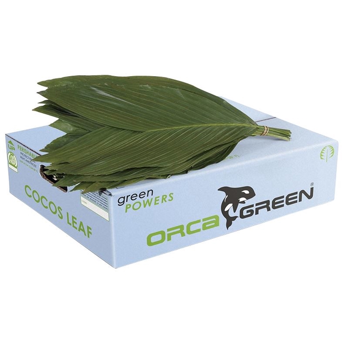 <h4>Cocos Medium Doos Orca</h4>