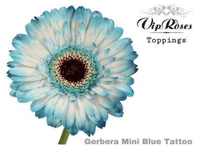 <h4>Gerbera paint mini blue tattoo</h4>