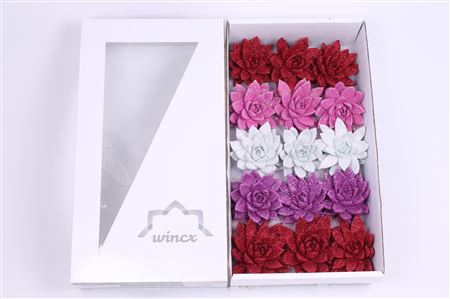<h4>Echeveria glitter love mix wincx cutflower</h4>