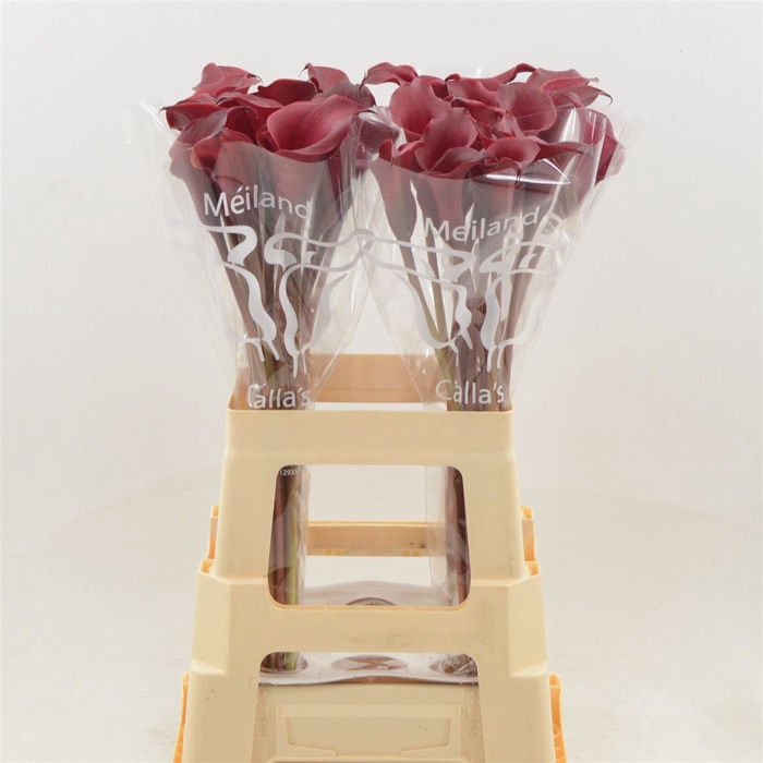 <h4>Zantedeschia red charm</h4>