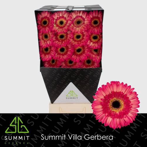 <h4>Gerbera Hippie chic Diamond</h4>