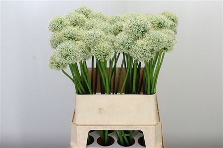 <h4>Allium Mount Everest White</h4>
