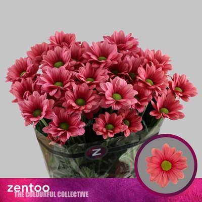 <h4>Chrys sp ballerina's cherry</h4>