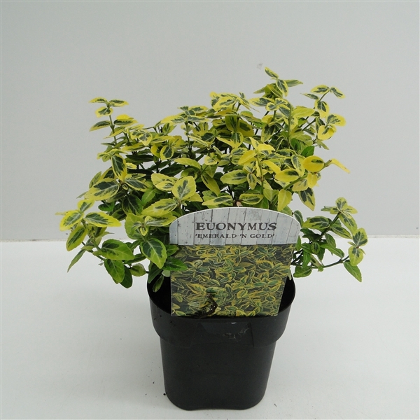 <h4>Euonymus fort. Emerald Gold</h4>