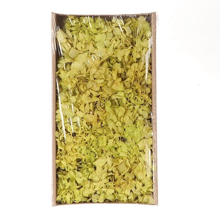 <h4>Dried flowers Hydrangea 50g</h4>