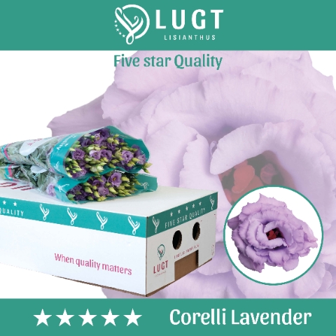 <h4>Eust. Corelli Lavender 850</h4>