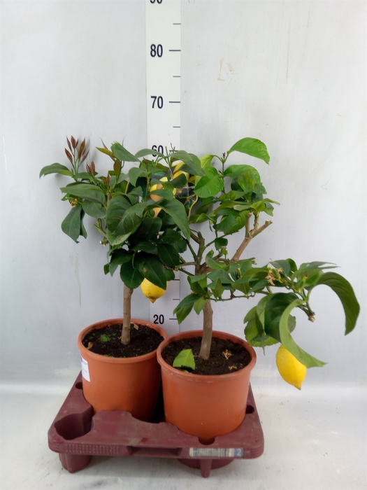 <h4>Citrus Limon</h4>