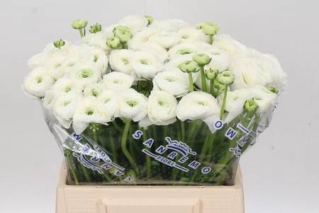 <h4>Ranunculus clooney firenze</h4>
