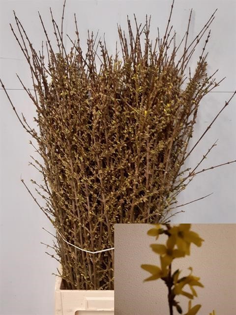 <h4>Forsythia yellow</h4>