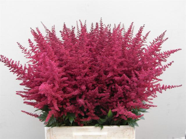 <h4>Astilbe glut</h4>