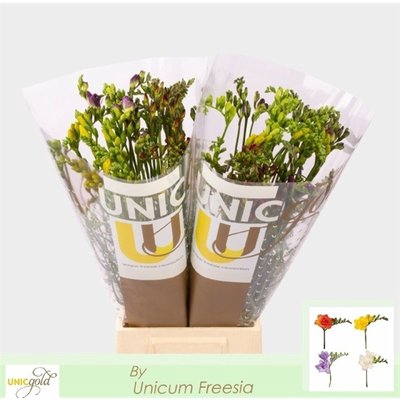 <h4>Freesia do mix</h4>