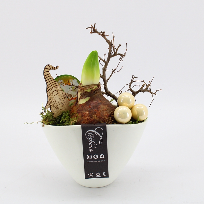 <h4>HICR-2326W Kerst Amaryllis</h4>