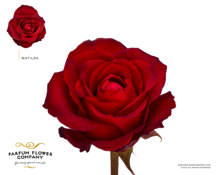 <h4>Rosa Premium Mathilda</h4>