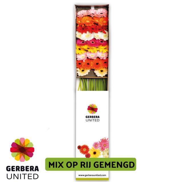 <h4>Germini mix in row</h4>