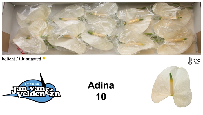 <h4>Adina 10</h4>