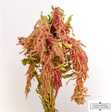 <h4>Dried Amaranthus Caud. Red Bunch</h4>
