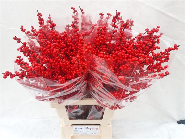 <h4>Ilex verticillata red</h4>