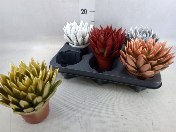<h4>Echeveria  'Miranda'</h4>