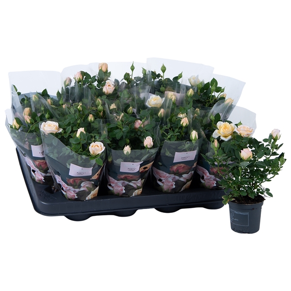 <h4>Nolina Roses Ø 7 cm Off-white</h4>