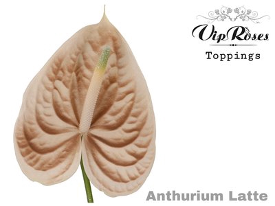 <h4>Anthurium paint latte</h4>