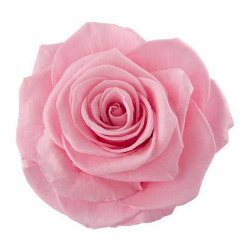 <h4>Rose Monalisa Madeleine Pink</h4>