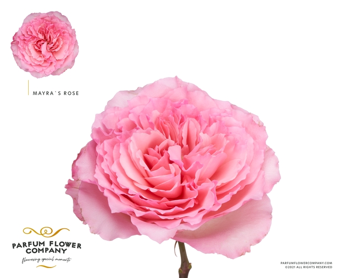 <h4>Rosa Garden Mayra's Rose</h4>