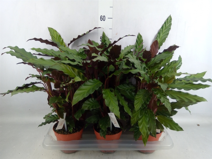 <h4>Calathea rufibarba</h4>