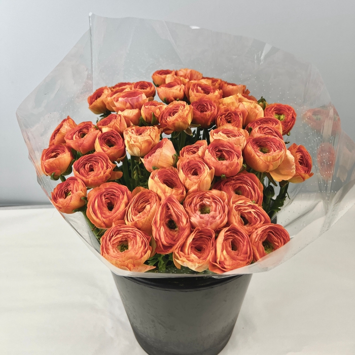 <h4>RAN CLONI APRICOT</h4>