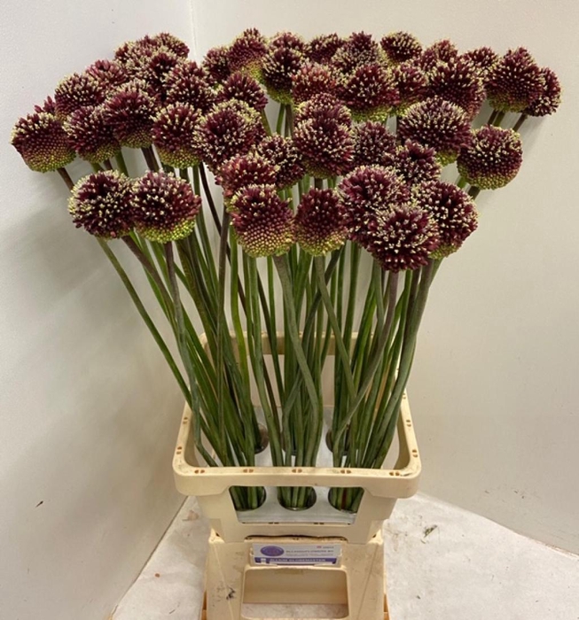 <h4>ALLIUM RED MOHICAN</h4>