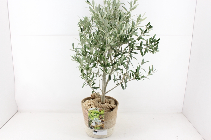 <h4>arr3 SN - Olea in jute mand x1</h4>