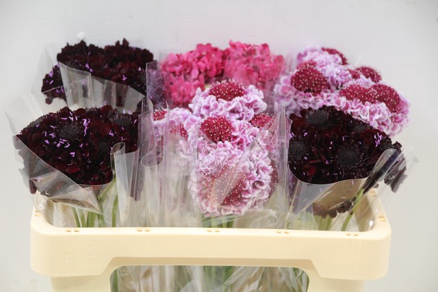 <h4>Scabiosa mix in the bucket</h4>