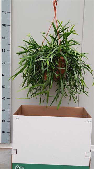 <h4>RHIPSALIS OV</h4>