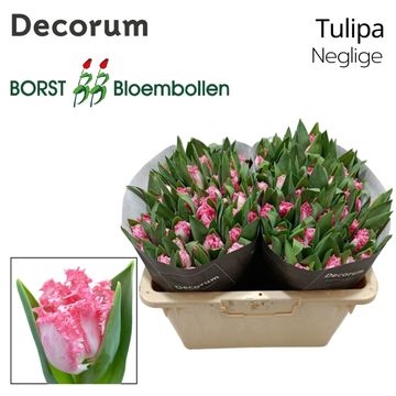 <h4>Tulipa fr neglige</h4>