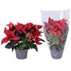 Euphorbia Glitter mixLAAG blanco hoes