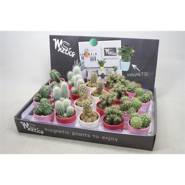 <h4>Cactus mix 5,5 cm. in mc netics moederdag kleur potjes</h4>