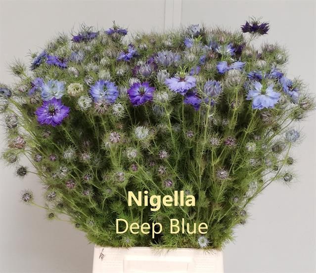 <h4>Nigella blue per bunch</h4>