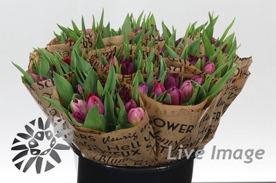 <h4>Tulipa do rainbow purple mix</h4>
