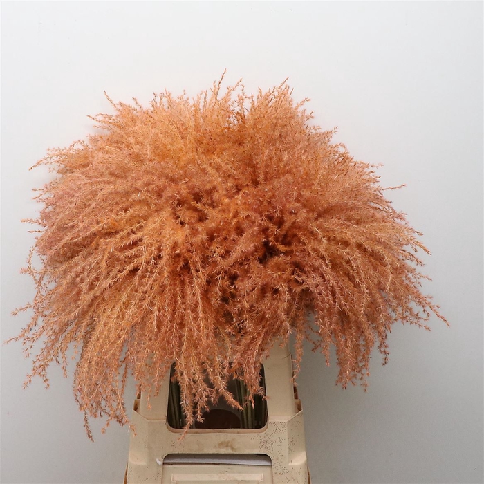 <h4>Dried Stipa Feather Apricot</h4>