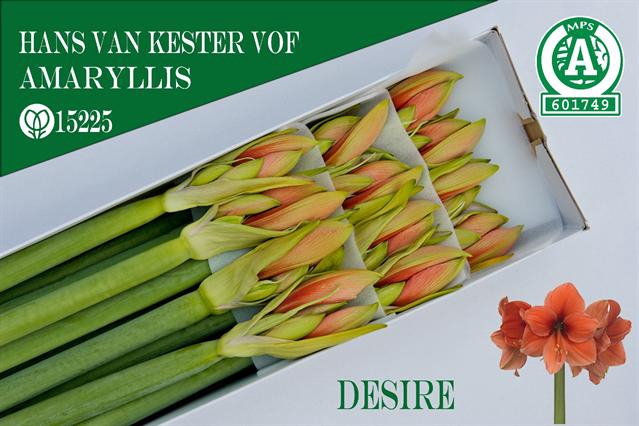 <h4>Hippeastrum desire</h4>